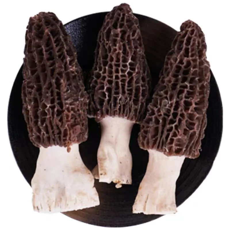 New Year New Season Premium High Quality  Natural Stem/Stem Cut Fresh Wild Morel Morchella Conica Mushrooms
