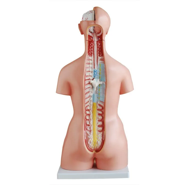 85CM High Quality Human Anatomical Model Anatomy Demonstration Model