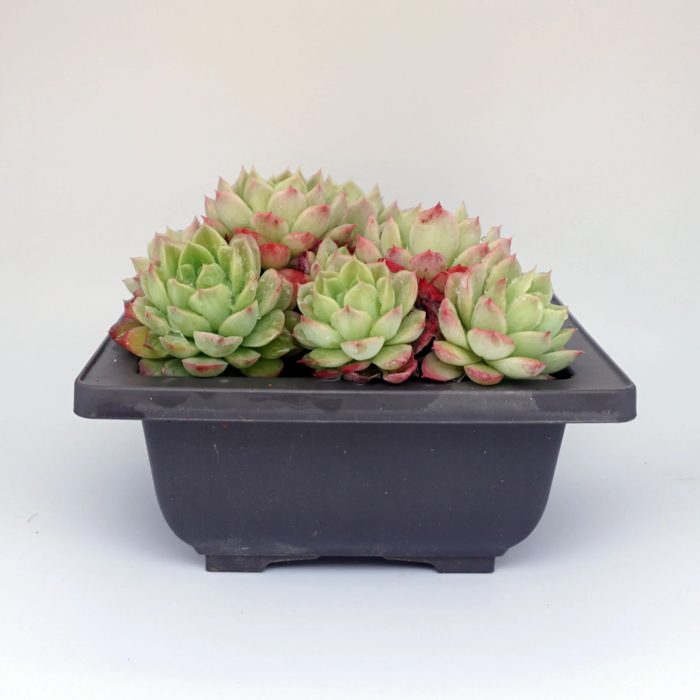Decorative echeveria Live mini natural succluents plants decorative flowers live plants set natural