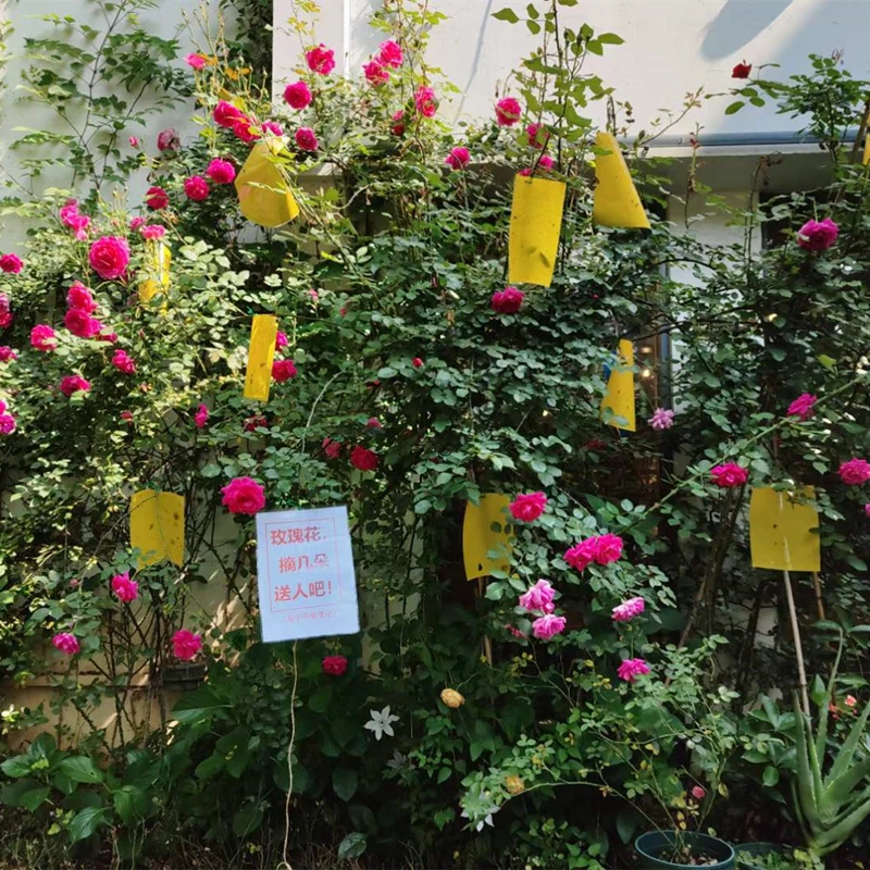 fly glue trap anti moustique aphids white flies fruit fly catcher