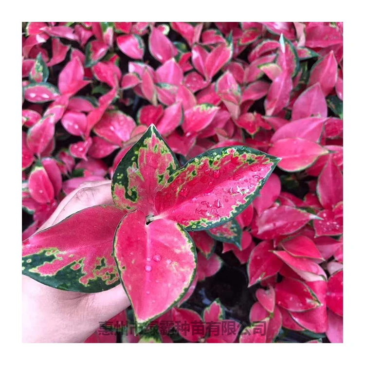 
Artificial tissue culture aglaonema seedling aglaonema sp plant seedling 