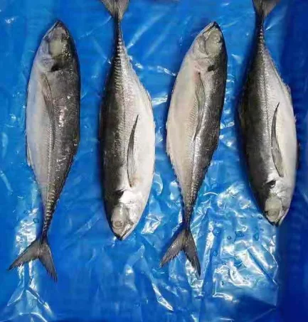 Hot sale Mackerel Frozen Horse Mackerel