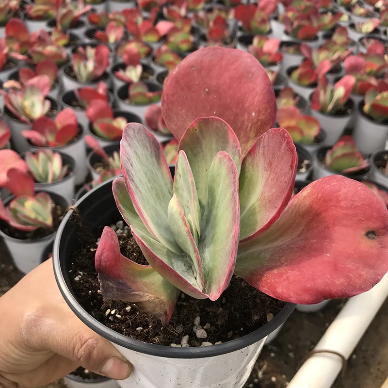 
Kalanchoe thyrsiflora seal Live succulent plants natural indoor for desk decor bright and beautiful 