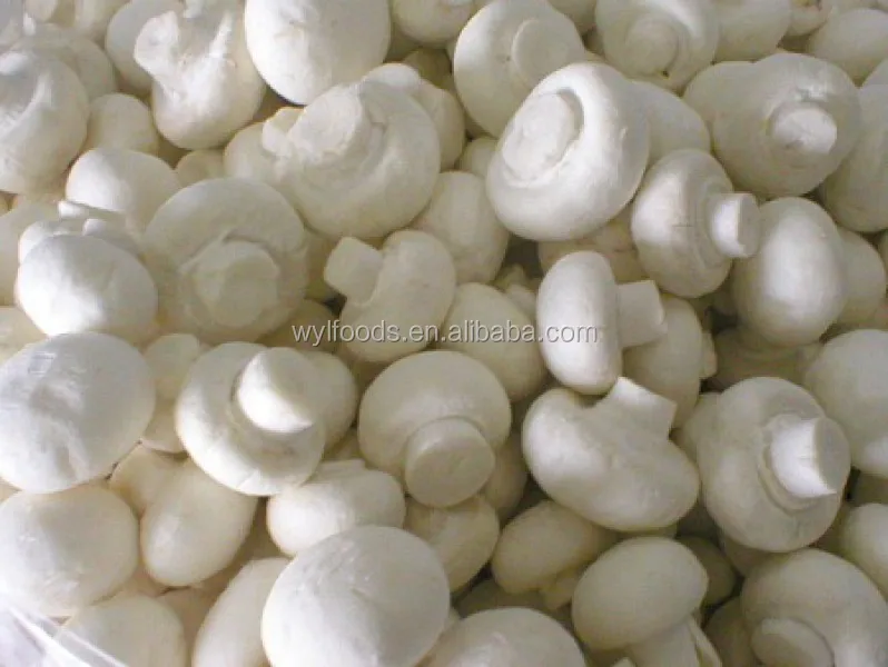 Shelf-Stable frozen Champignons cultivated mushrooms price