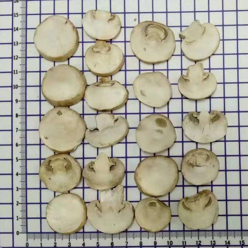 Healthy Freeze Dried Mushroom Slices/ Dices Agaricus Bisporus Wholesale Lyophilization Vegetables