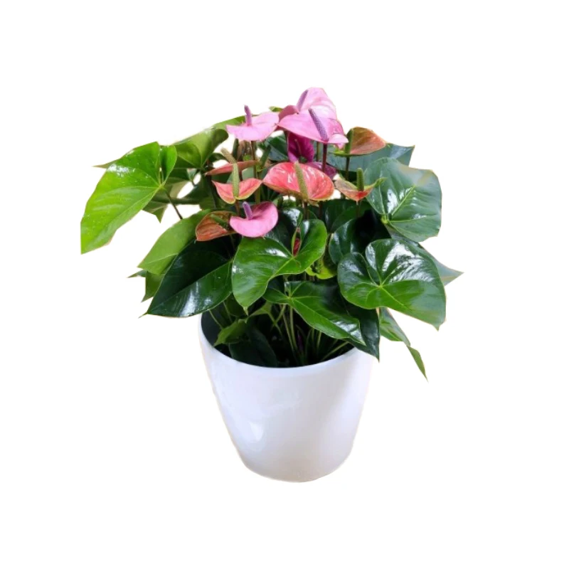smart white flower pot, leizisure self watering plant, self water plant pots