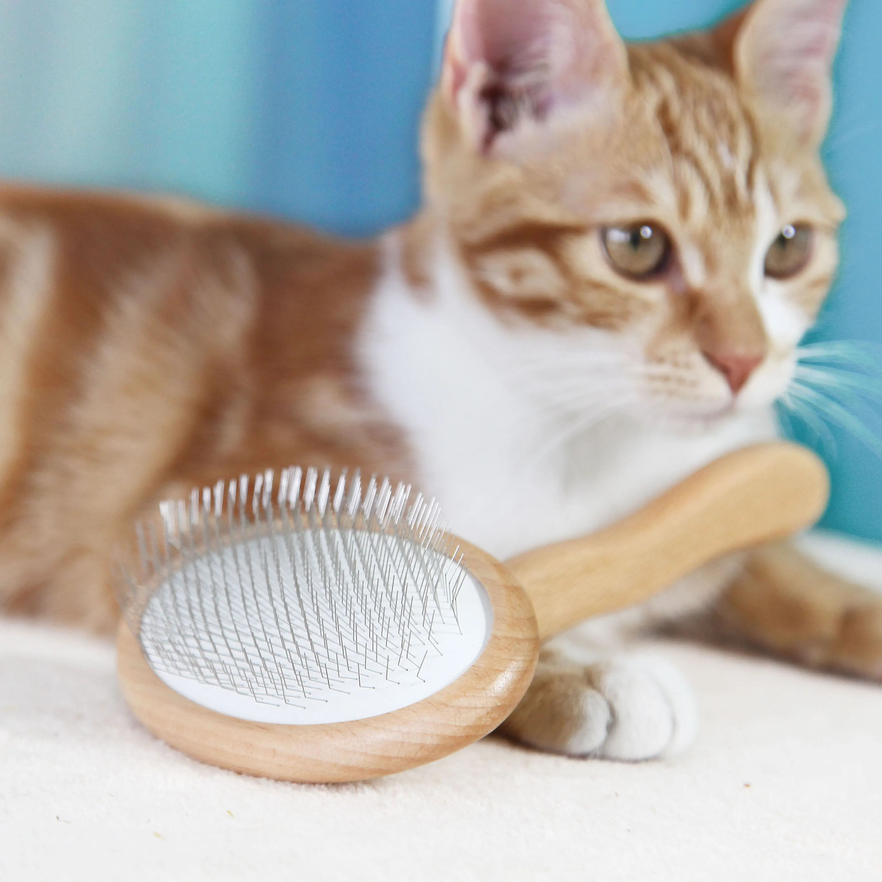 Baoli Odm Mascotas Cepillo 115x172mm Pet Wooden Grooming Brush Pet Massage Cleaning Slicker Brush Set With Sticky Ball Hair Remo