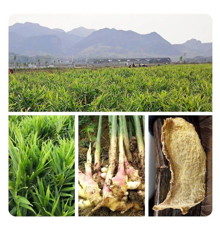 100% Original Chinese Dried Ginger Hot Sale With Low Price Premium Wholesale Dried Ginger Slices