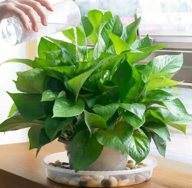 Wholesale Durable Round Garden Clear Plant Saucers Clear Thick Plastic Heavy Duty Sturdy Plant Saucer Drip Trays Indoor Outdoor