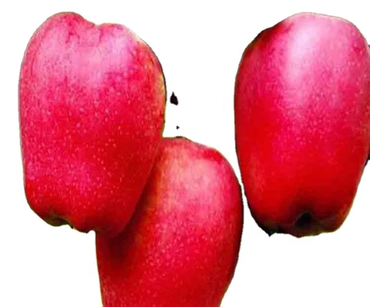 
 Горячая Распродажа 2020, популярные красные вкусные саженцы яблока малуса  