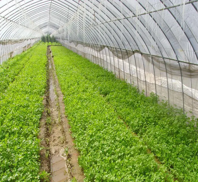 Plastic Flim Tunnel Horticultural Green house for farming