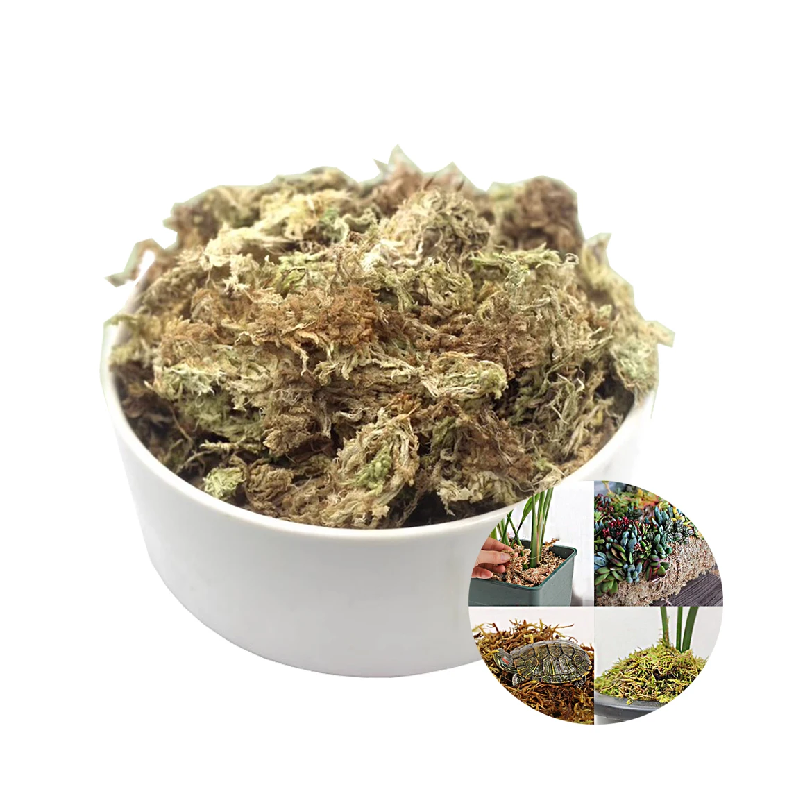 Chilean sphagnum moss long fiber sphagnum peat moss buy moss sphagnum