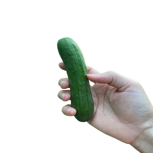 Стандартная компания во Вьетнаме, оптовая продажа, свежий и сочный огурец, 100% гарантия возврата денег, Свяжитесь сейчас