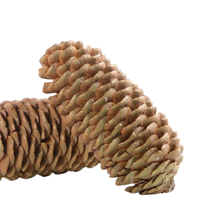 High quality pinecone new dried empty pine cones for pets