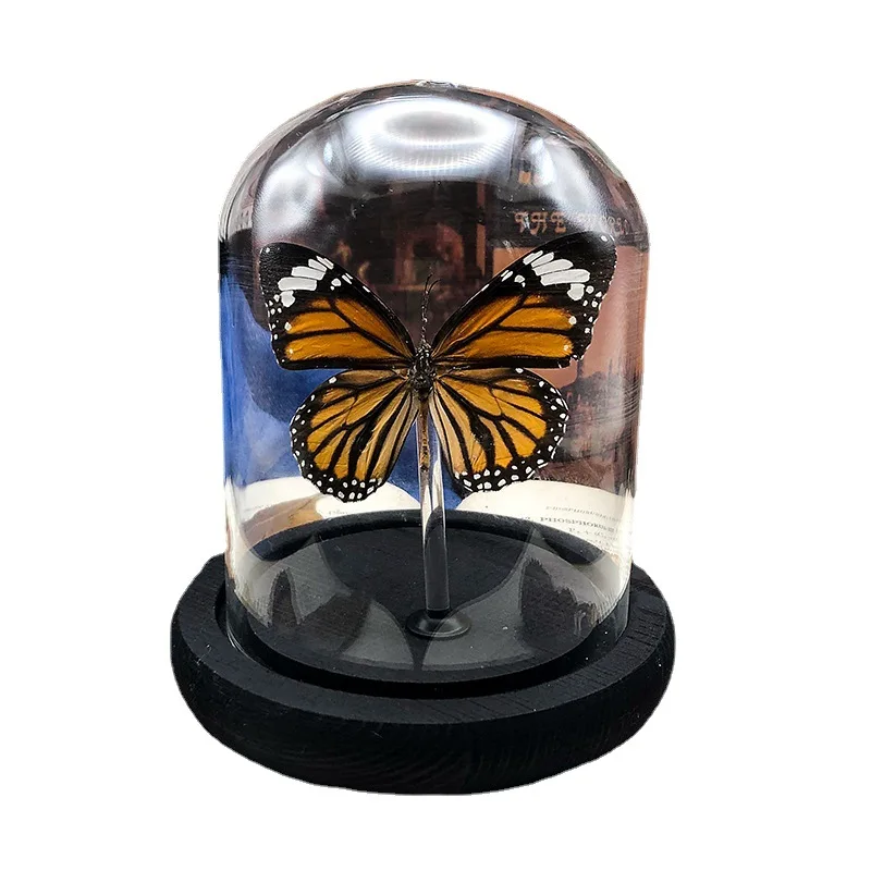 Wholesale Gifts Real Butterfly Specimen Led Light Decoration Clear Glass Display Dome With Wood Base