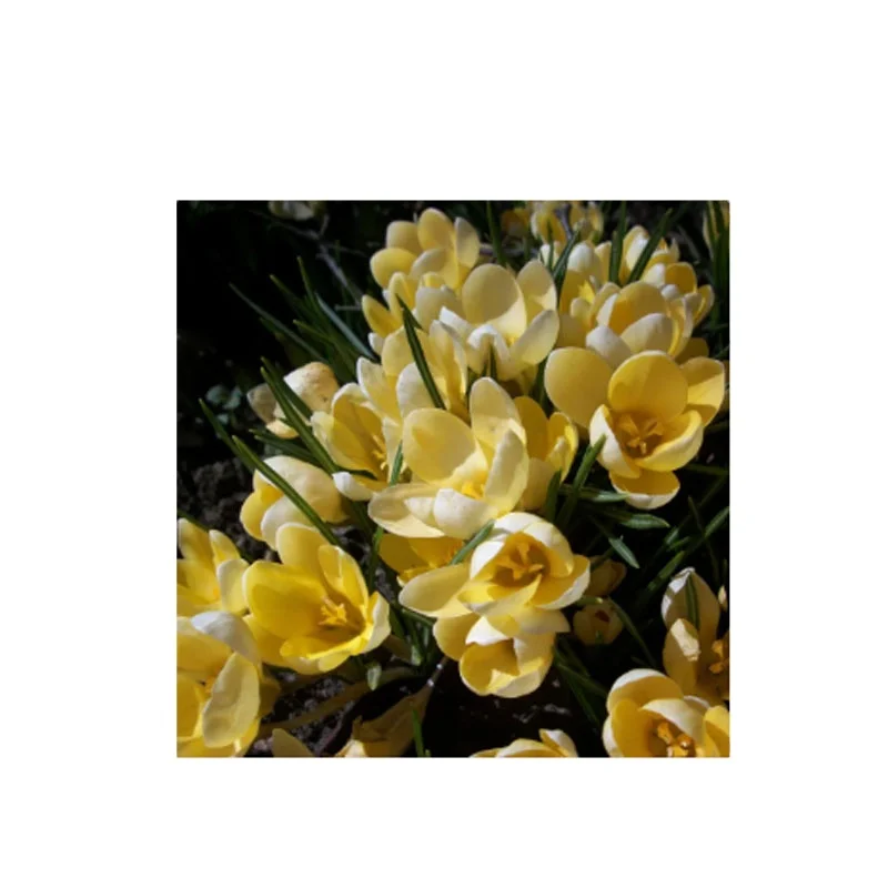 Crocus Romance Allium Atropurpureum Nectaroscordum Siculum Muscari Pack весенний цветок все пчелы и бабочки любят