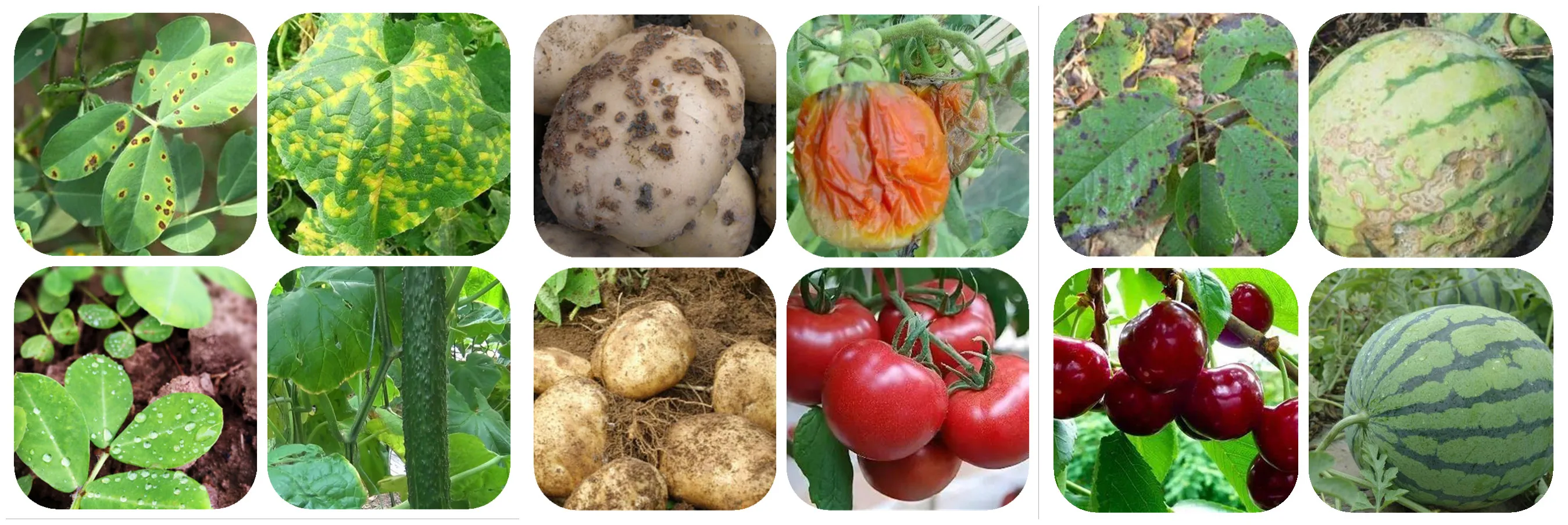 Factory Price Fungicide Mancozeb 80%WP Fungsida Mancozeb Mancozeb-fungicide With High Quality