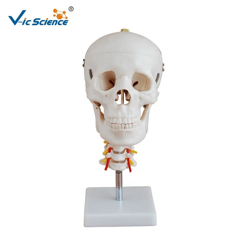 skull with cervical Spine life size human skeleton