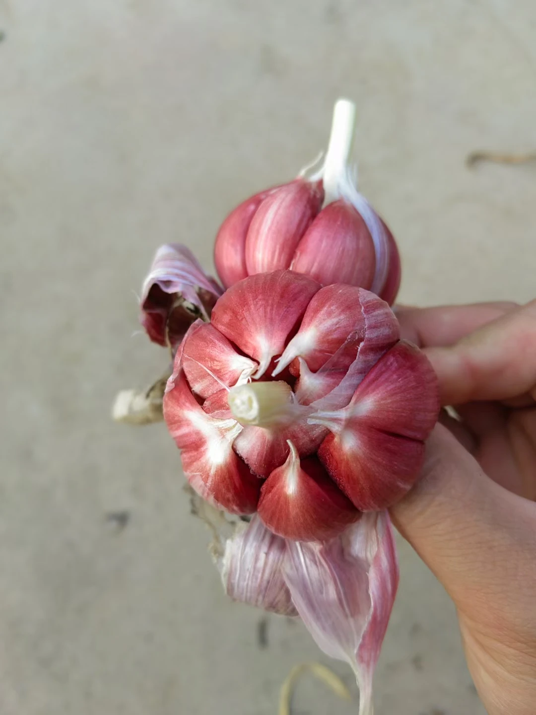 Organically grown fresh garlic Premium seasoned garlic for export to China