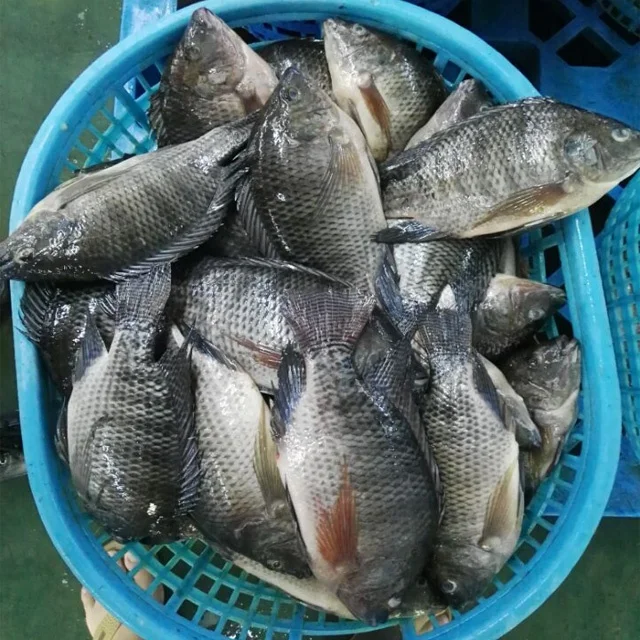 Frozen Whole Black Tilapia Fish Farming