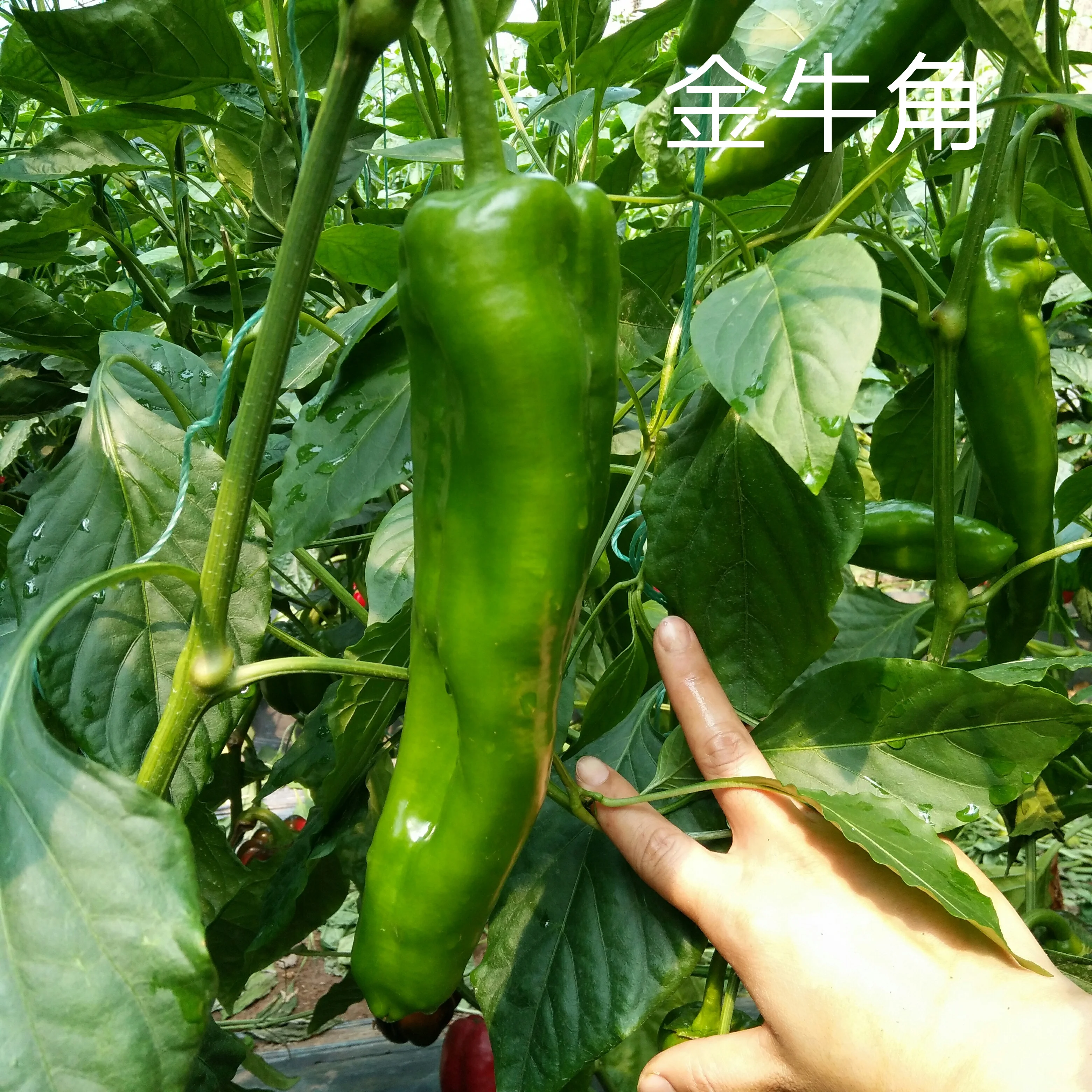 Golden horn F1hybrid chili pepper seeds super high yield medium maturity