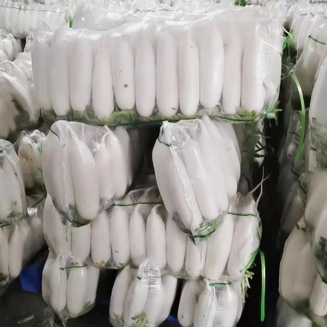 2023 новый сезон китайских свежих овощей свежий зеленый и белый редис на экспорт свежие красные семена редьки цена за тонну Китай