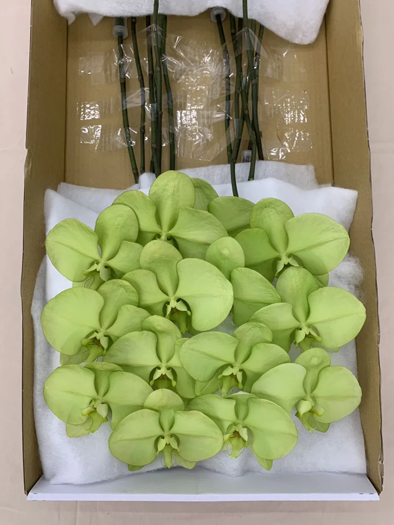 2021 New Listing Hot-selling Wishing Green Phalaenopsis Fresh Cut Flowers