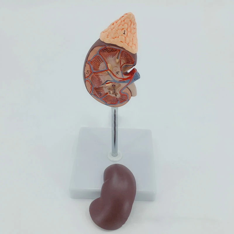 Plastic Anatomy of natural large kidney