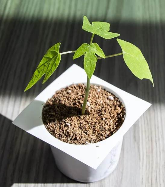 100% Biodegradable Compostable PLA Roll Sheet Thermoforming Polylactic Acid Plastic Film Product