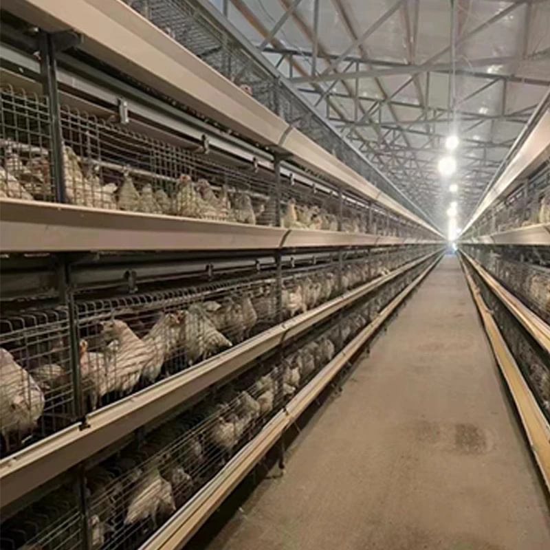 Automatic Steel A-Type H-Type Chicken Coop Enriched Chicken Cage for Laying Hens China Poultry Farms Home Use Retail Industries