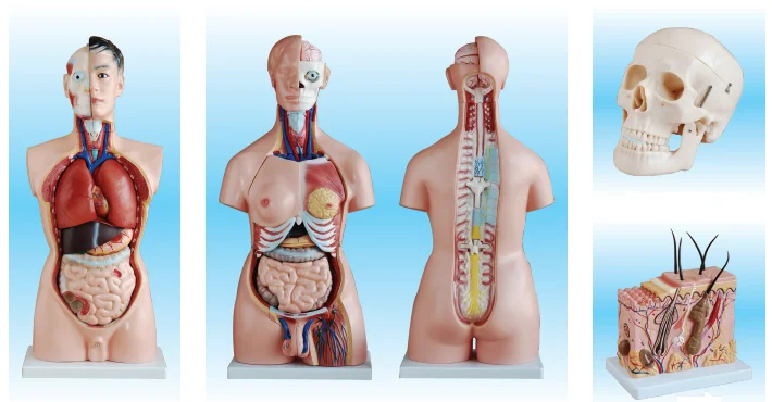 Medical Skill Training Simulator Child Birth Fetus Model of Course of Delivery Demonstration Model For Nursing School Teaching
