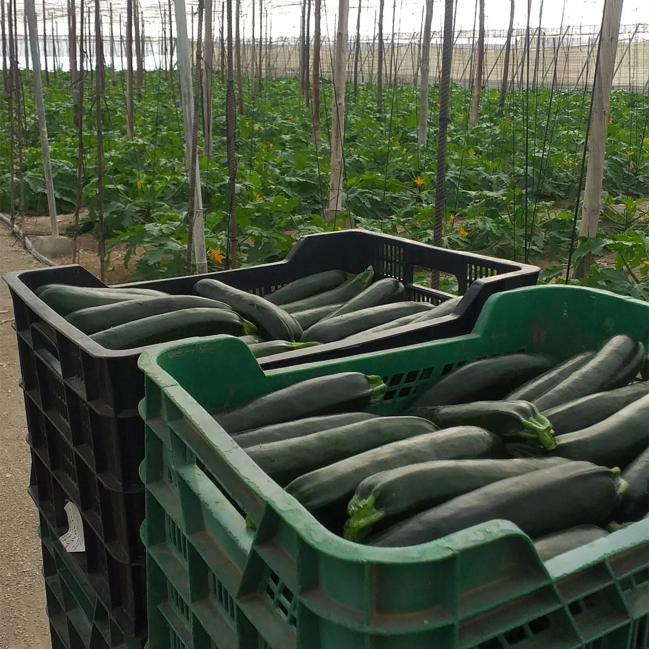 CNUS 805 F1 Hybrid F1 Dark Green Zucchini Type Squash Seeds