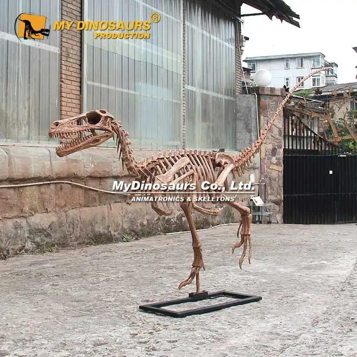 MY DINO Garden Decor Prehistoric Raptor Dinosaur Skeleton Model