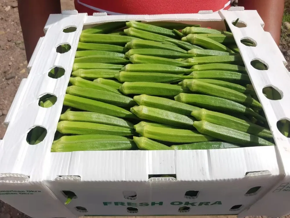 Foldable PP Corrugated corflute Plastic Okra Box