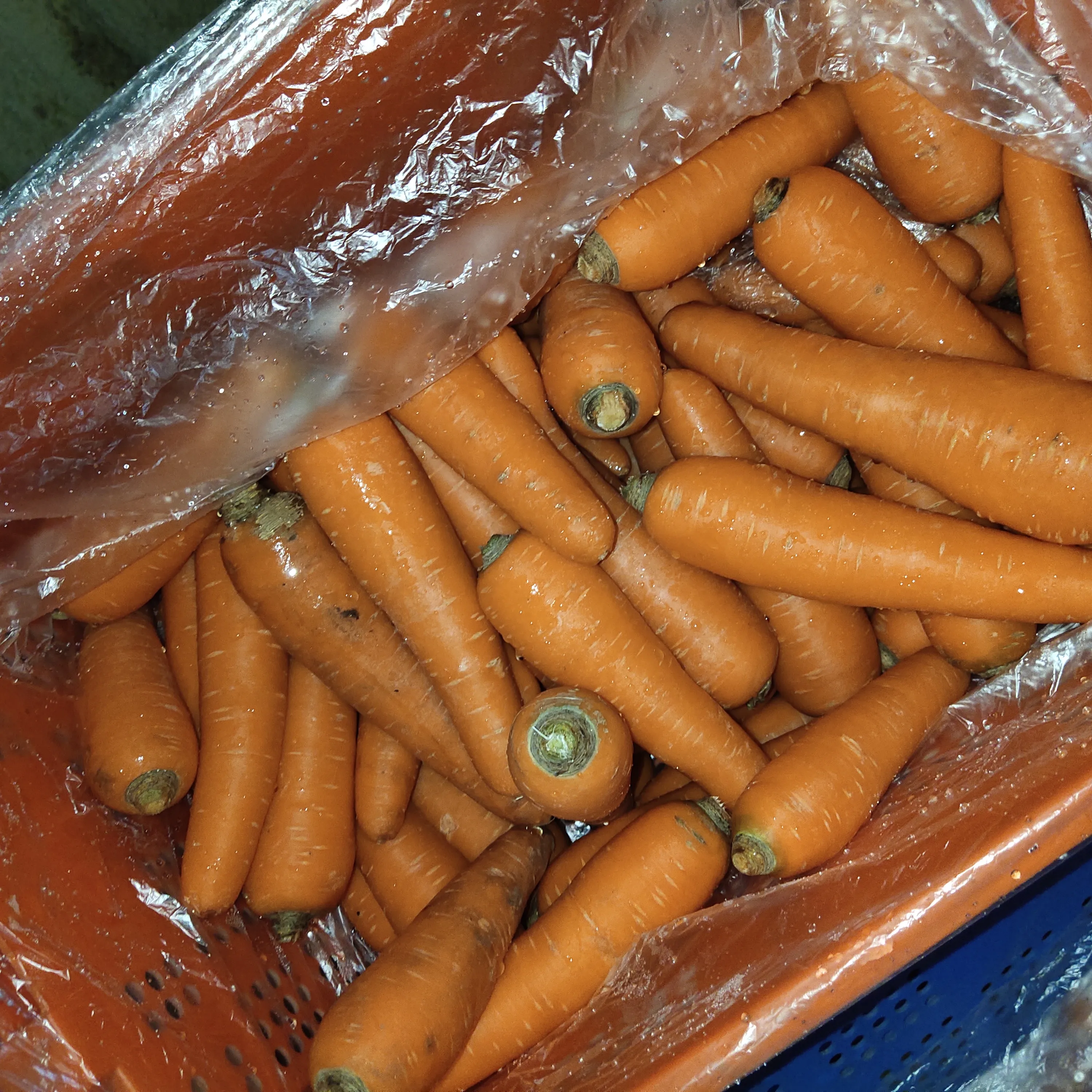 Supplier Exporter Wholesale Fresh Organic Carrot Vegetable