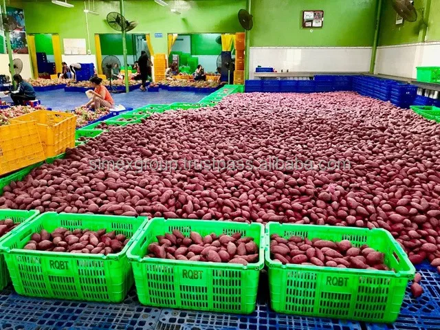 Заводская цена сладкий картофель органическое овощное происхождение вьетнамский свежий фиолетовый цвет