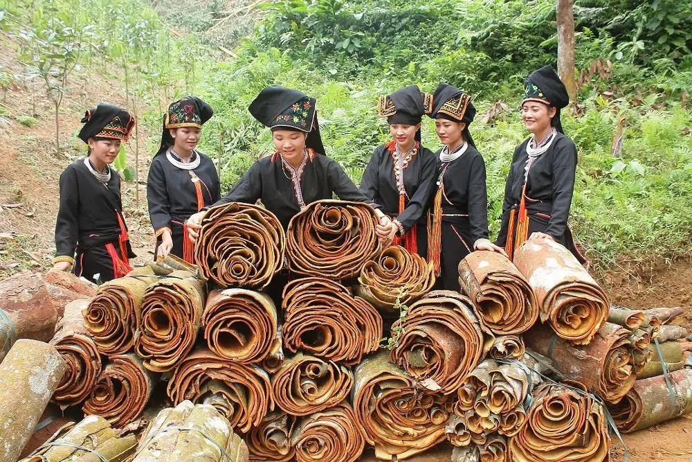 CINNAMON LONG STICK 50CM VIETNAM (WHATSAPP +84918616691)