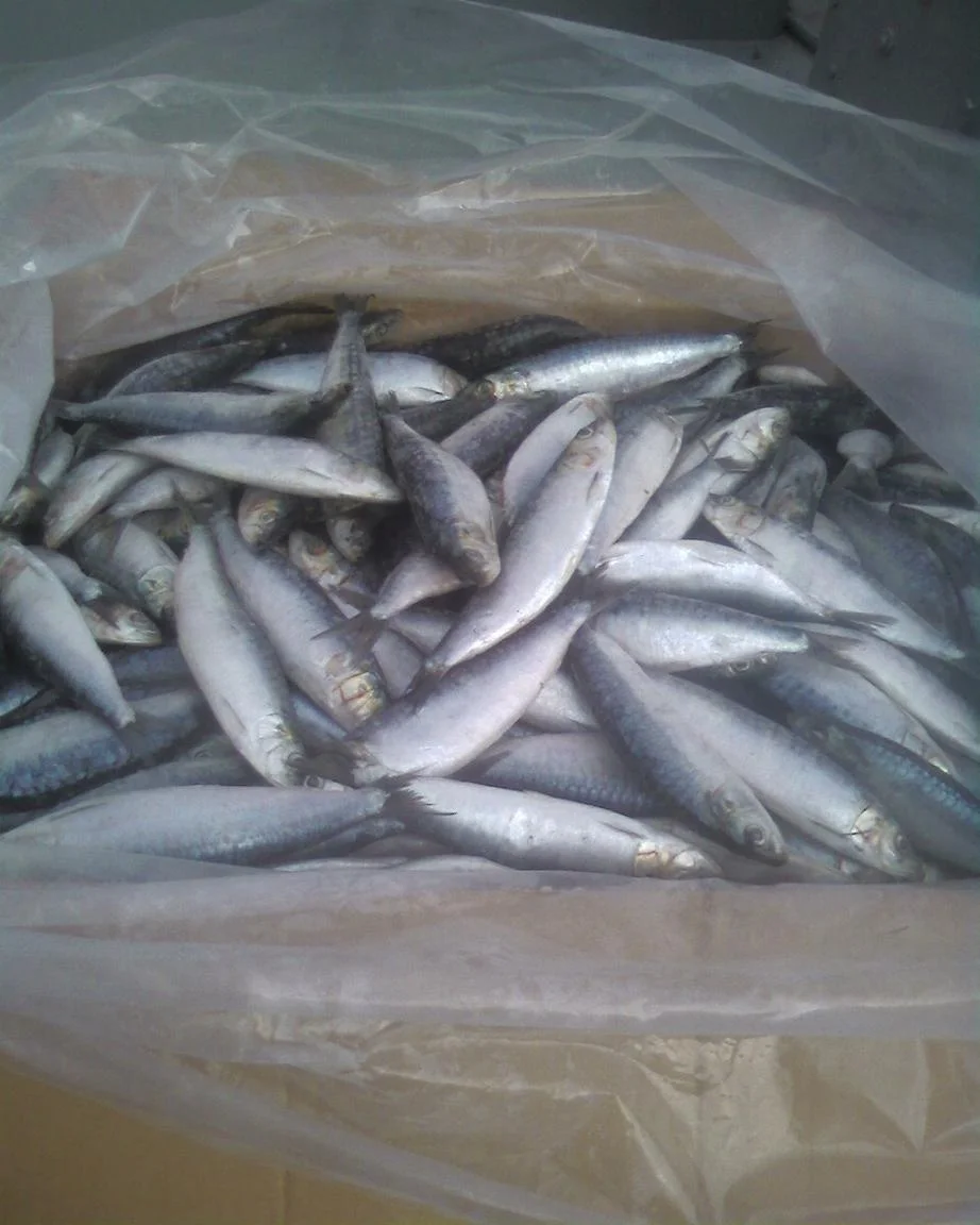 Olig European Pilchard Whole sardine brands from Morocco for sale