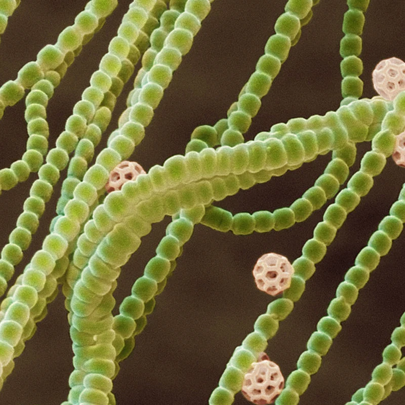 Безопасный и натуральный, гарантированное качество косметический глицерил глюкозид для ухода за кожей