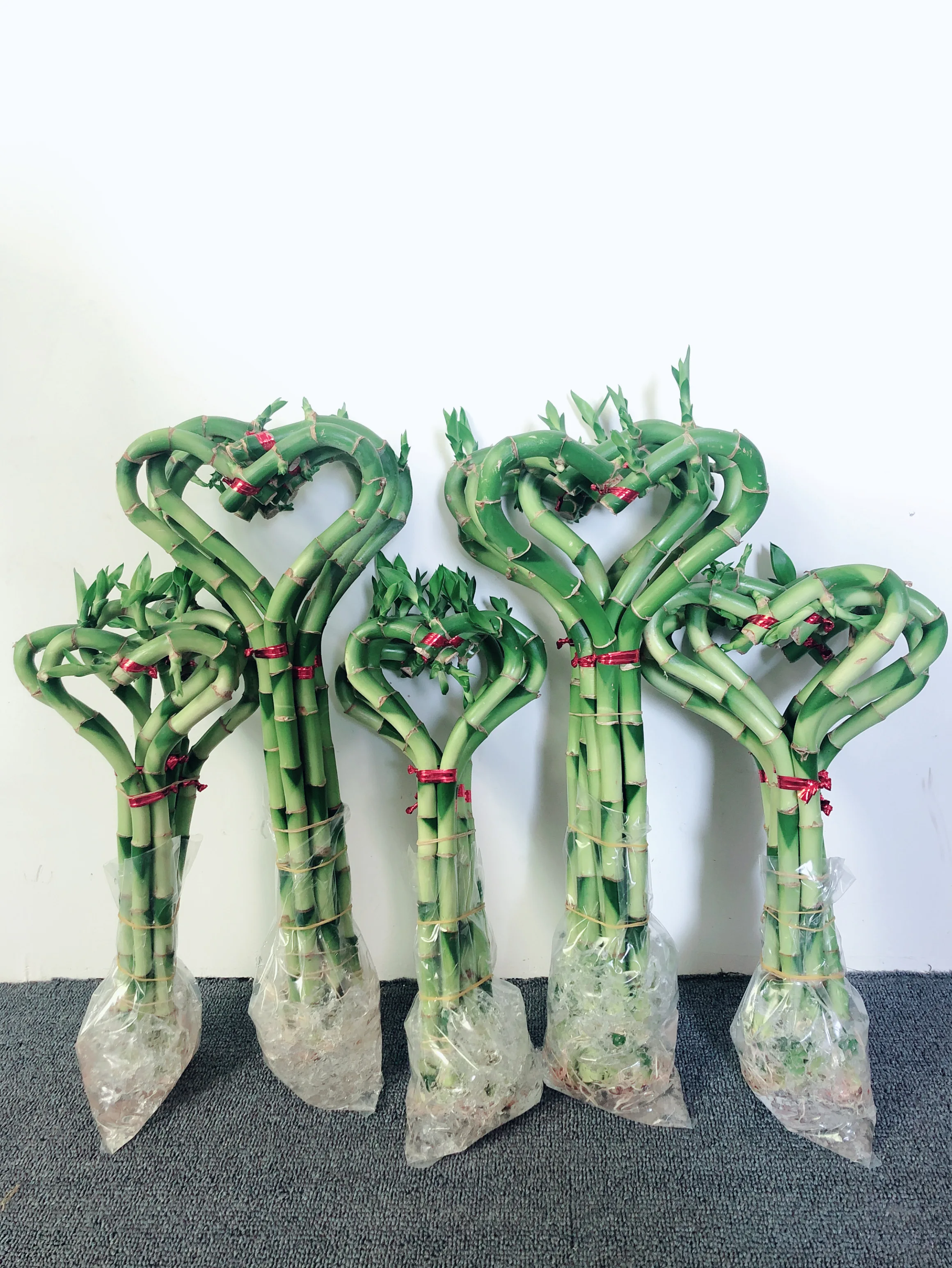 
heart shape lucky bamboo dracaena sanderiana air bonsai tree indoor ornamental aquatic plants nursery garden decoration 