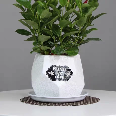 
Simple large white modern tiger skin orchid butterfly orchid special clearance custom Chinese manufacturers 