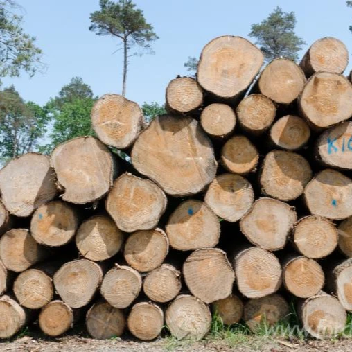 
Европейские кипарисовые бревна 