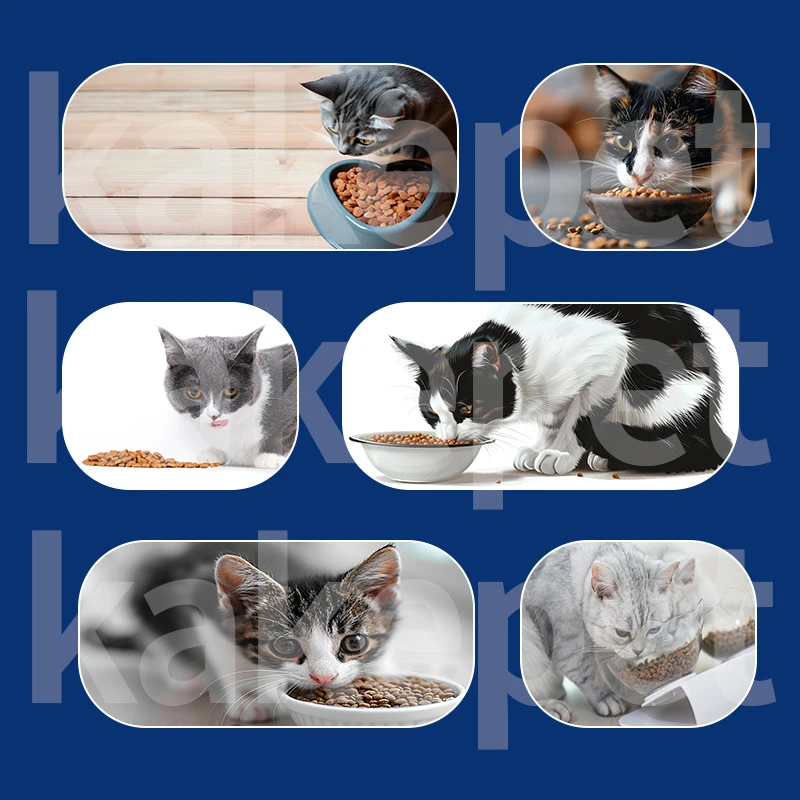 Pet Cat Food Manufacturers Wholesale  Premium 10Kg  Dry Cat foodFor Cat Pets