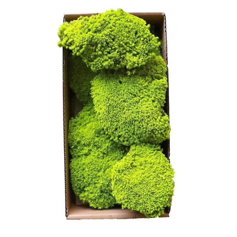 long using time Artificial Moss Preserved Live for landscape indoor and outdoor decorative