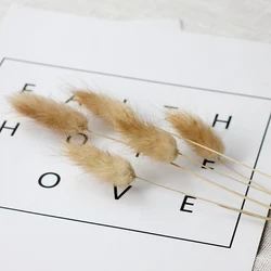 High quality Dried Flowers Rabbit Tail Grass Bouquets  Decorative Flowers & Wreaths Long Lasting 60 Sticks / Bunch