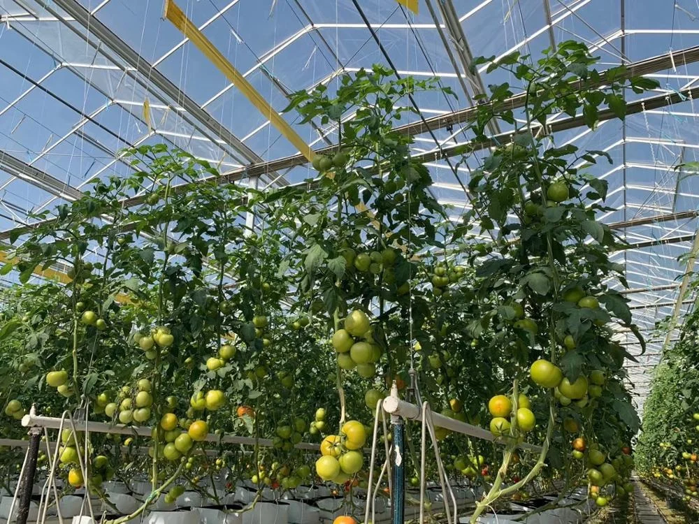 factory sell export directly Agriculture PP  Packing Baler Tomato Twine with natural white color