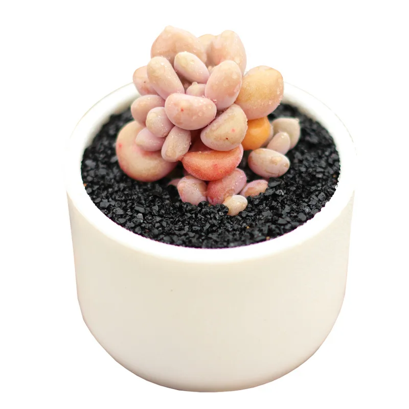 New Arrival Succulents Wholesale faked Live Plants Echeveria Cheap Price simulation Live Succulent Rare Plants
