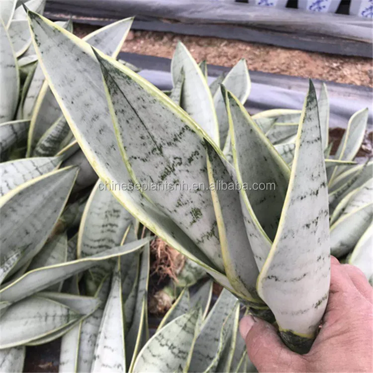 
 Все типы sansevieria для оптовой продажи sansevieria, sansevieria, превосходное змеевидное растение  