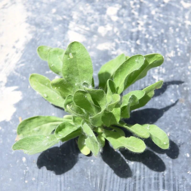 
Hot cheap Petunia Hybrida flower seeds 