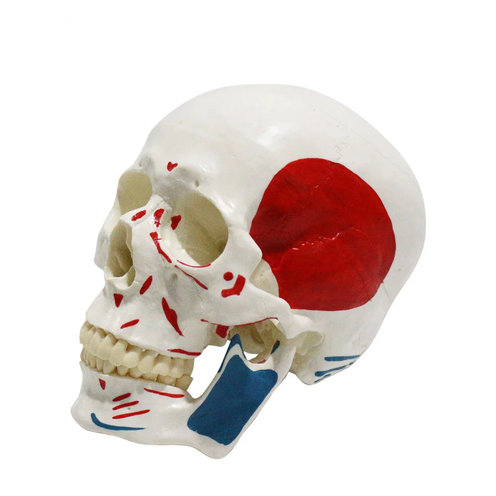 Advanced Skull Model With Muscle Painted Life Size Colorful Skull Model For Medical Teaching